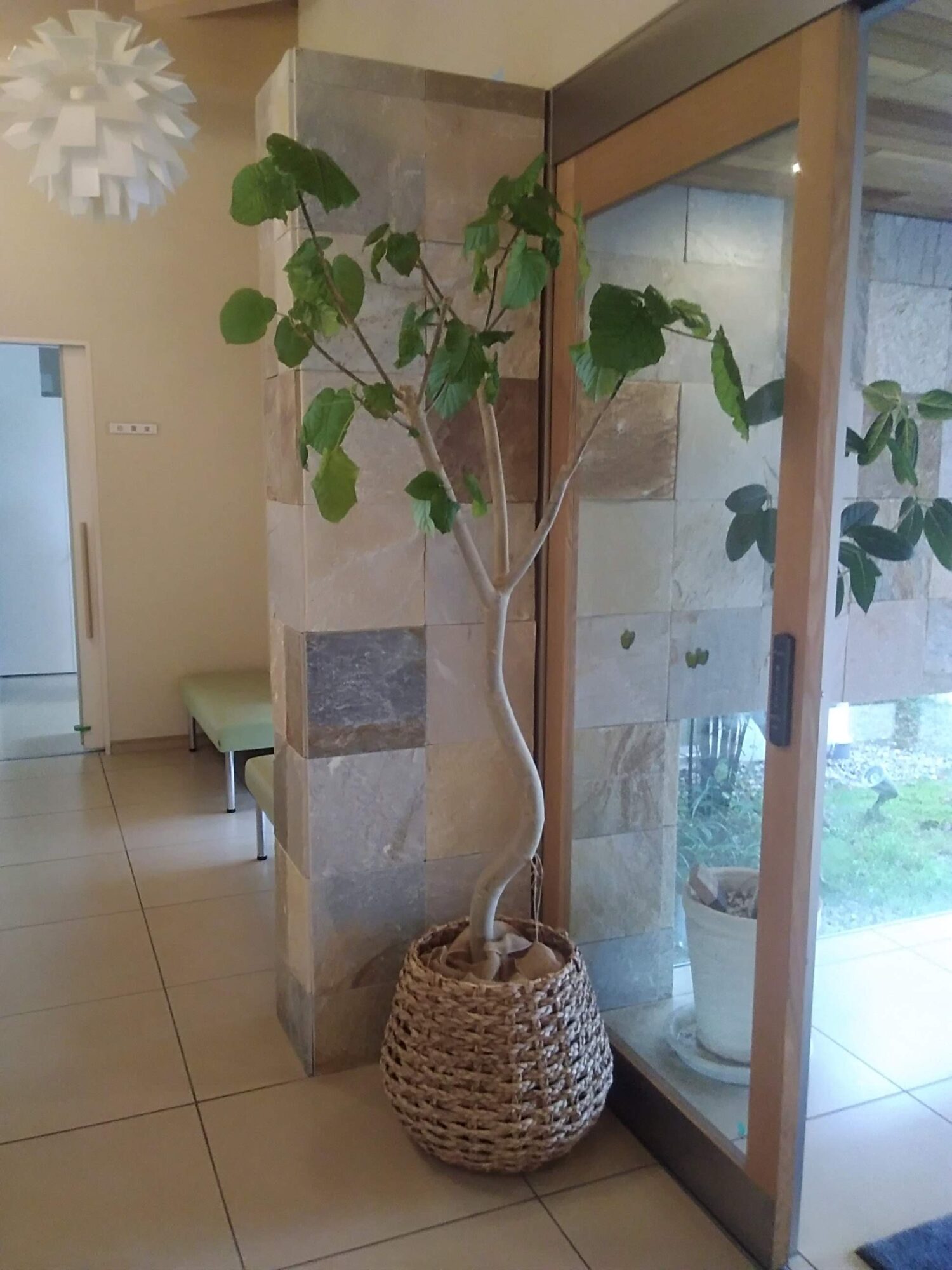 ウンベラータの植替えとメンテナンス