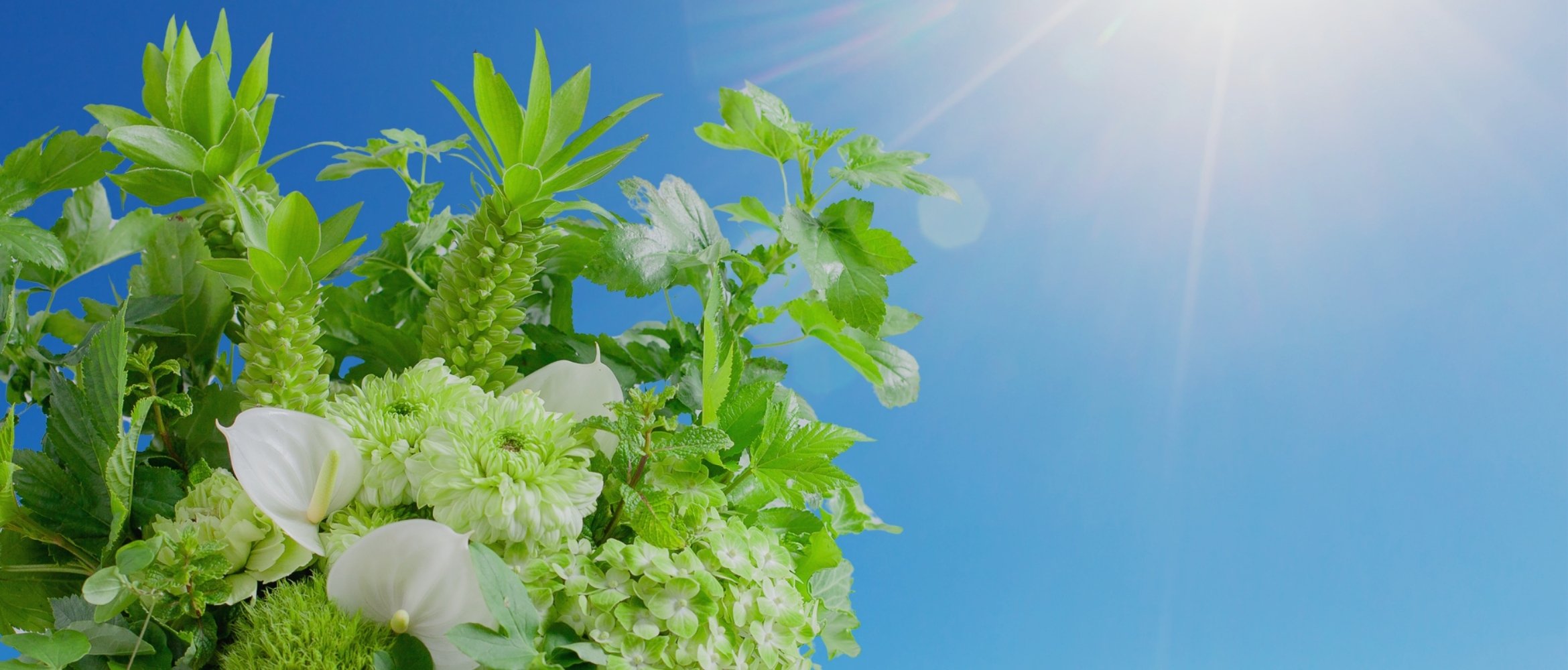 夏の爽やかな花ギフト特集